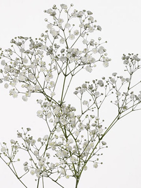 Gypsophila Overtime