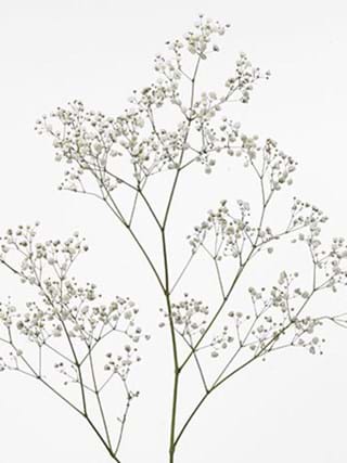 Gypsophila Fun Time