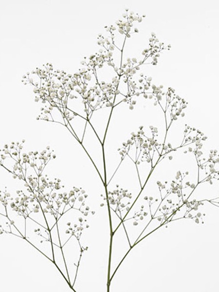 Gypsophila Fun Time