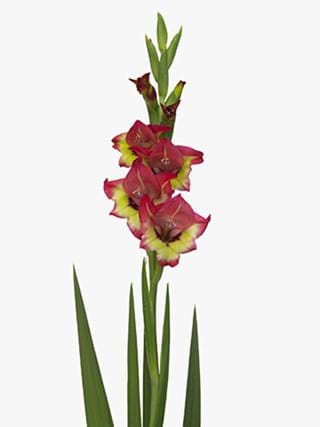 Gladiolus Panor