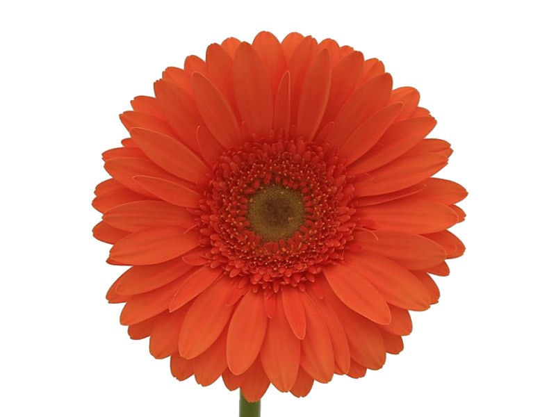 Gerbera Pastello