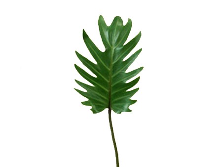 Philodendron Xanadu