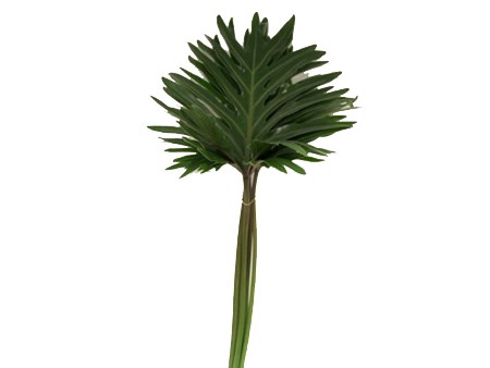 Philodendron Xantal