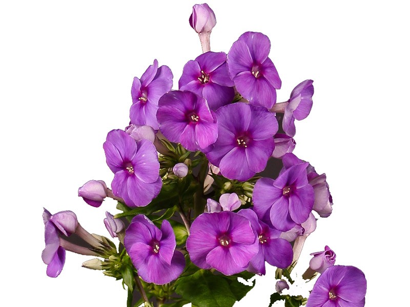 Phlox Purple
