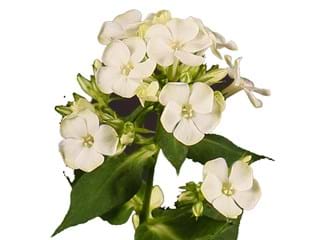 Phlox White