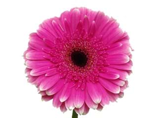 Gerbera Picobello