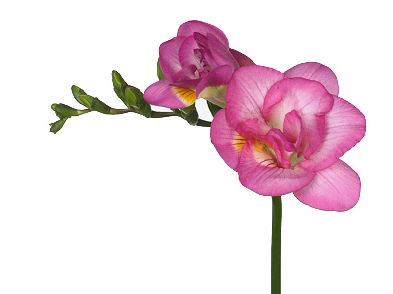 Φρεζια Pink Attraction