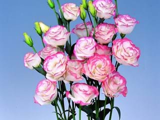 Eustoma Pink Picotee