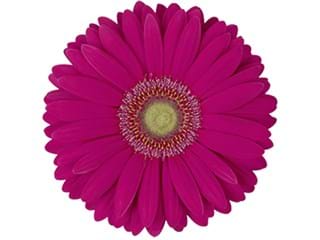 Ζέρμπερες Pino