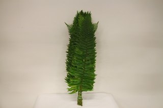 Polystichum