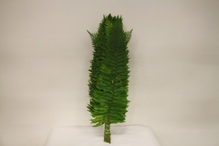 Polystichum