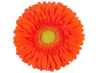 Ζέρμπερες Positano