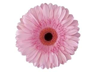 Gerbera Pre Semmy