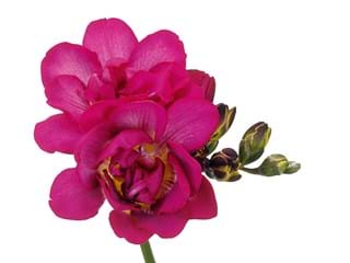 Freesia Purple Rain