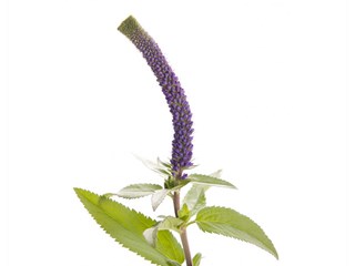 Βερονίκη Μωβ