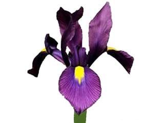 Iris Purple Sensation