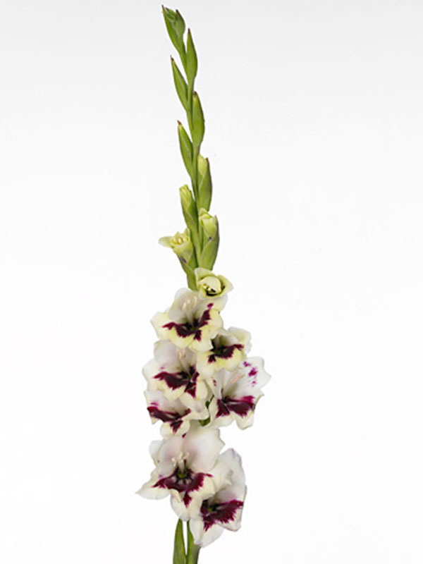 Gladiolus Queen