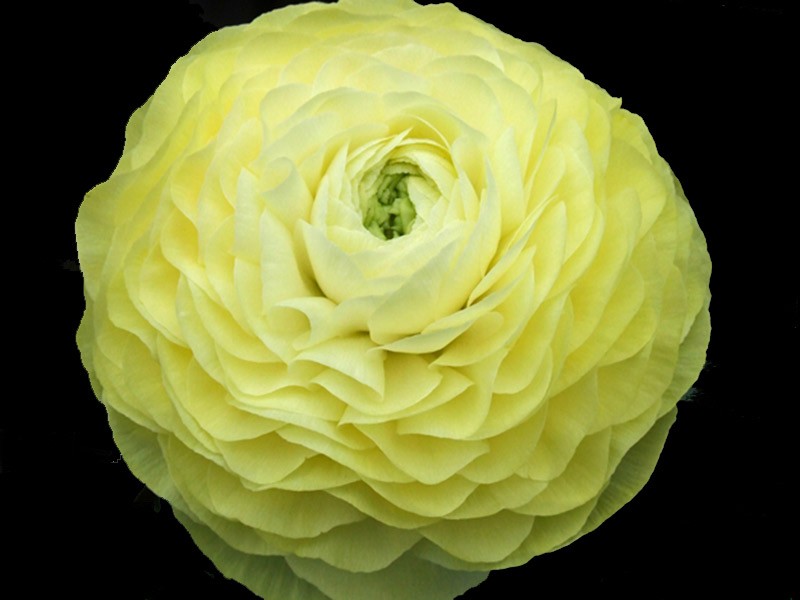 Νεραγκούλα Elengance Cream