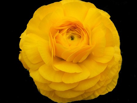 Ranunculus Yellow