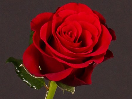 Τριαντάφυλλα Red Ribbon