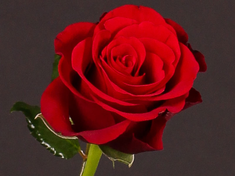 Τριαντάφυλλα Red Ribbon