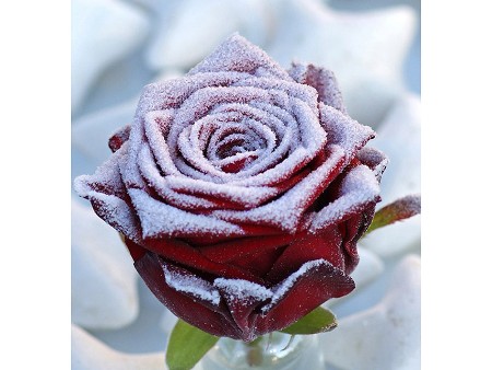 Τριαντάφυλλα Frost