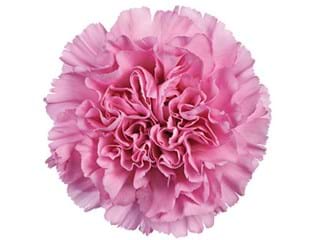 Γαρύφαλλα Relax