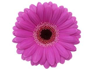 Ζέρμπερες Rhode