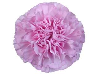 Γαρύφαλλα Rimini