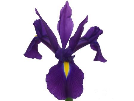 Iris Rio Grande