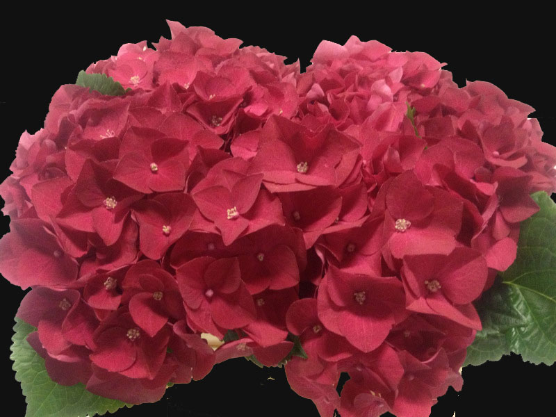 Ορτανσία Rodeo Cherry