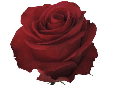 Τριαντάφυλλα Roseberry