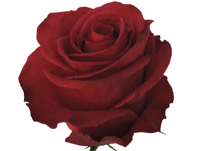 Τριαντάφυλλα Roseberry