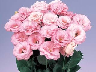 Eustoma Rosita Hot Pink