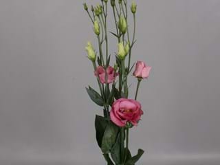 Eustoma Rosita Rose