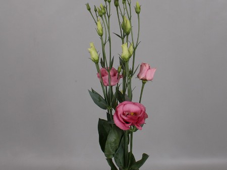 Λυσίανθοι Rosita Rose