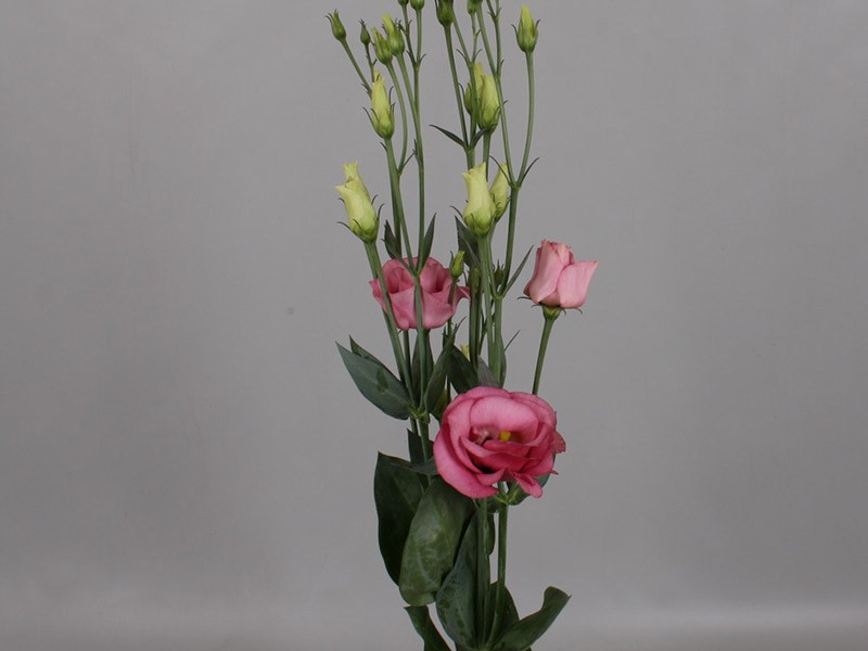 Λυσίανθοι Rosita Rose