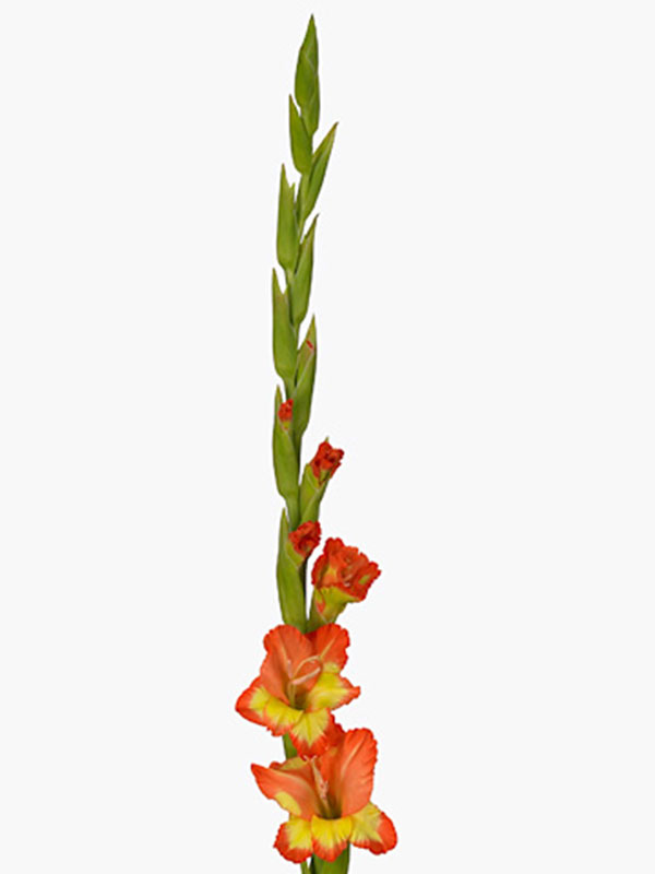 Gladiolus Royal