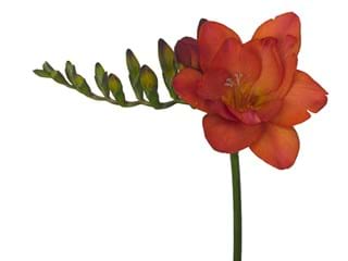 Freesia Ruby Red