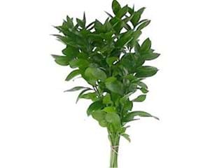Ruscus