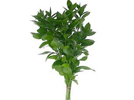 Ruscus