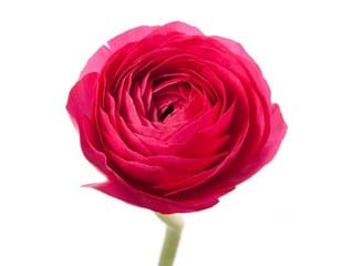 Νεραγκούλα Elegance Red