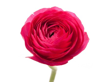 Νεραγκούλα Elegance Red