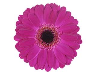 Ζέρμπερες Saffier