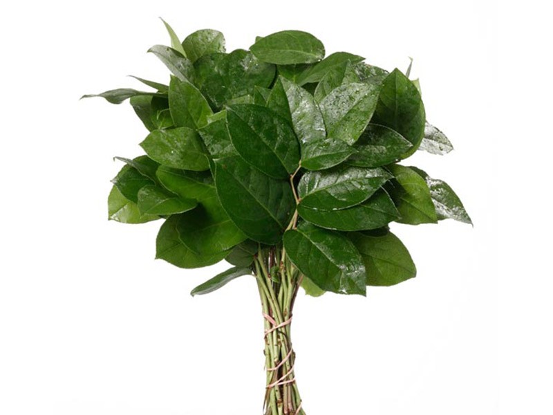 Salal Tips