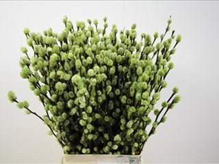 Salix Pussy Willow Dyed