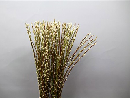 Salix Pussy Willow