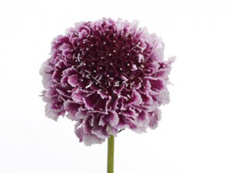 Scabiosa Cherry