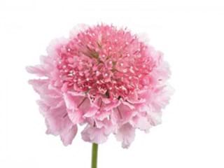 Scabiosa Marsh