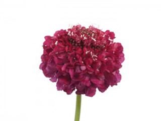 Scabiosa Raspberry